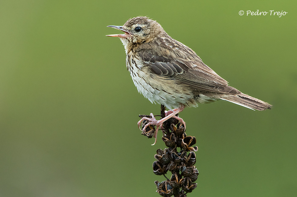 Bisbita arbóreo (Anthus trivialis)